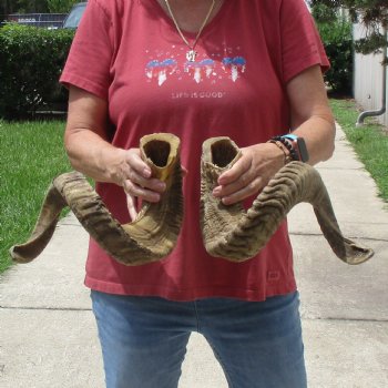 31 & 33 inch matching pair of ram sheep horns for sale $65/pair
