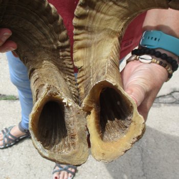 31 & 33 inch matching pair of ram sheep horns for sale $65/pair