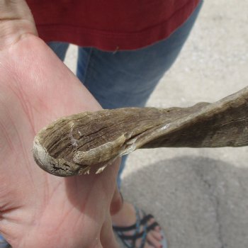 31 & 33 inch matching pair of ram sheep horns for sale $65/pair