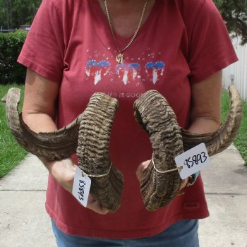 35 & 36 inch matching pair of ram sheep horns for sale $65/pair