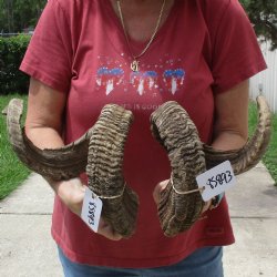 35 & 36 inch matching pair of ram sheep horns for sale $65/pair