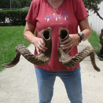 35 & 36 inch matching pair of ram sheep horns for sale $65/pair