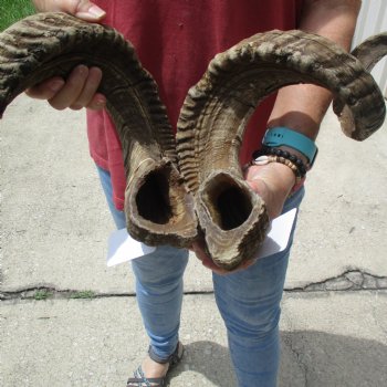35 & 36 inch matching pair of ram sheep horns for sale $65/pair