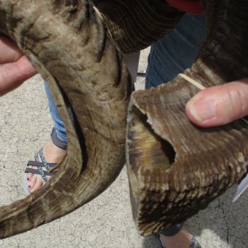 35 & 36 inch matching pair of ram sheep horns for sale $65/pair