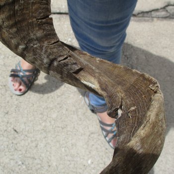 35 & 36 inch matching pair of ram sheep horns for sale $65/pair