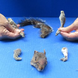 Preserved Squirrel Head, Legs, & Tail -<font color=red>Special Price</font> $25
