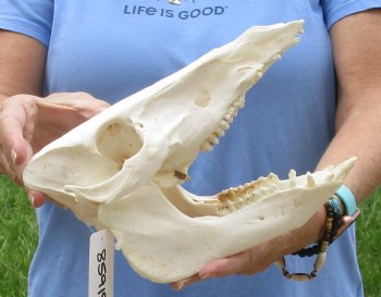 10" B-Grade Wild Boar Skull - $35