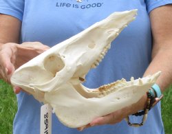 10" B-Grade Wild Boar Skull - $35