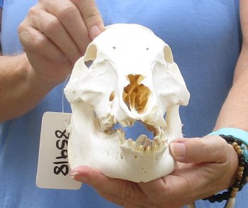 10" B-Grade Wild Boar Skull - $35