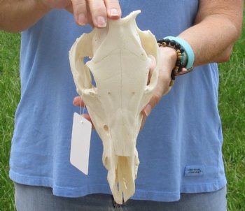 10" B-Grade Wild Boar Skull - $35