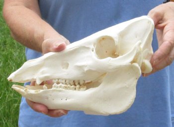 10" B-Grade Wild Boar Skull - $35