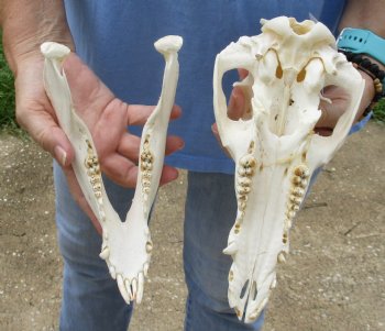 10" B-Grade Wild Boar Skull - $35