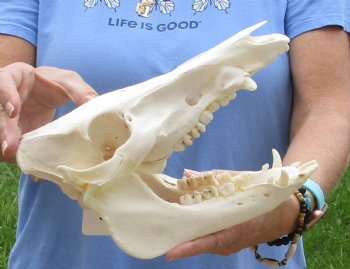 10-1/2" Wild Boar Skull - $40