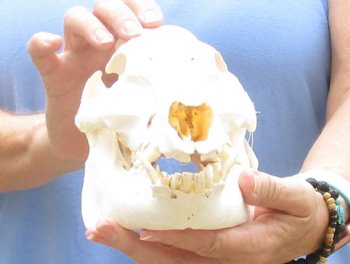 10-1/2" Wild Boar Skull - $40