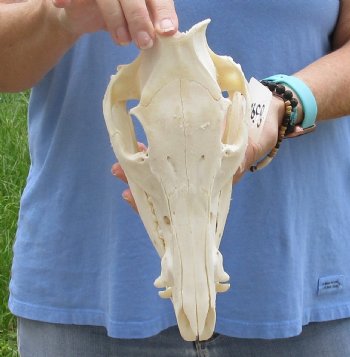 10-1/2" Wild Boar Skull - $40
