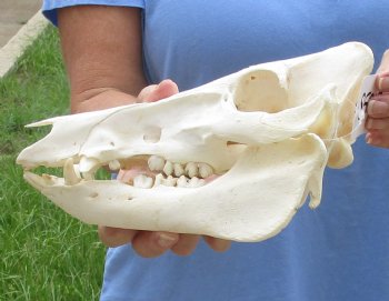 10-1/2" Wild Boar Skull - $40