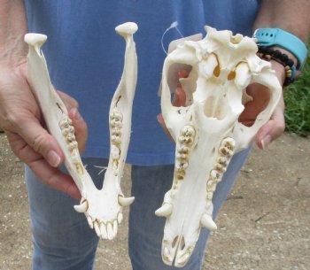 10-1/2" Wild Boar Skull - $40