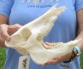 9-1/2" Wild Boar Skull - $35