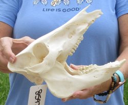 9-1/2" Wild Boar Skull - $35