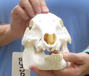 9-1/2" Wild Boar Skull - $35