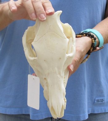 9-1/2" Wild Boar Skull - $35