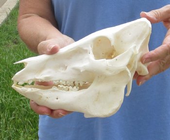 9-1/2" Wild Boar Skull - $35