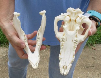 9-1/2" Wild Boar Skull - $35