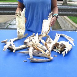 10 lb Assorted lot of Alligator top skull bones. You are buying the bones pictured for $15