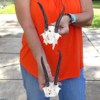 Springbok Rib Cage 2 pc lot of springbok skull plates