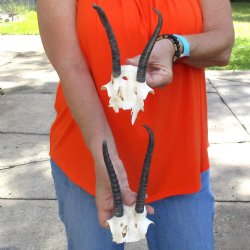 2 pc lot of B-Grade Female Springbok skull plates with 5-7 inch horns - $20/lot
