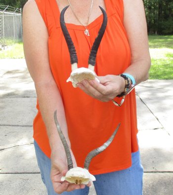 2 pc lot of B-Grade Female Springbok skull plates with 6 inch horns - $20/lot