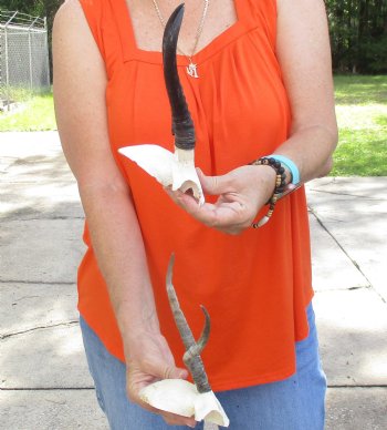 2 pc lot of B-Grade Female Springbok skull plates with 6 inch horns - $20/lot