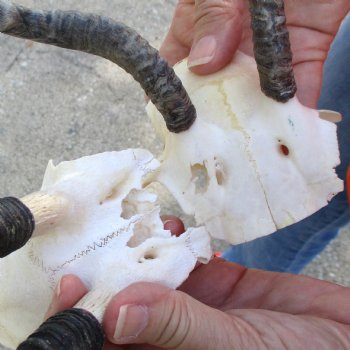 2 pc lot of B-Grade Female Springbok skull plates with 6 inch horns - $20/lot