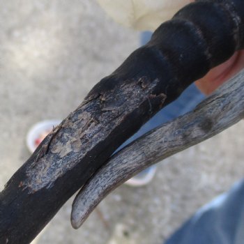 2 pc lot of B-Grade Female Springbok skull plates with 6 inch horns - $20/lot