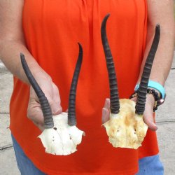 2 pc lot of B-Grade Female Springbok skull plates with  6-7inch horns - $20/lot