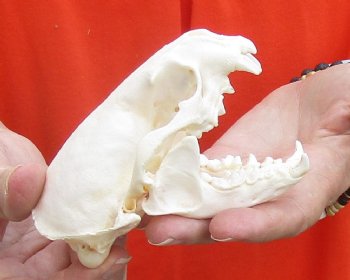 A-Grade North American River Otter Skull 4-1/4 inches long, available for purchase $49