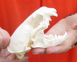 A-Grade North American River Otter Skull 4-1/4 inches long, available for purchase $49