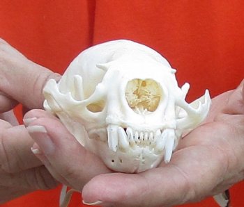 A-Grade North American River Otter Skull 4-1/4 inches long, available for purchase $49