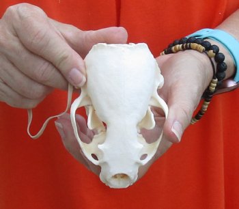 A-Grade North American River Otter Skull 4-1/4 inches long, available for purchase $49