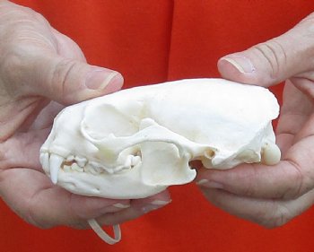 A-Grade North American River Otter Skull 4-1/4 inches long, available for purchase $49