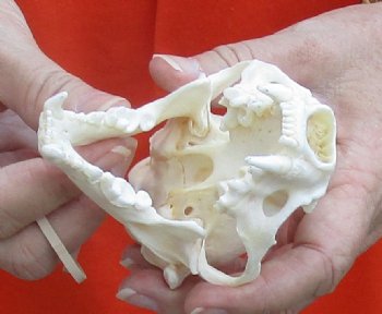 A-Grade North American River Otter Skull 4-1/4 inches long, available for purchase $49