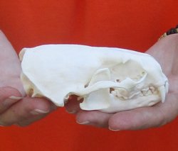 A-Grade North American River Otter Skull 4-1/4 inches long, available for purchase $49
