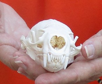A-Grade North American River Otter Skull 4-1/4 inches long, available for purchase $49