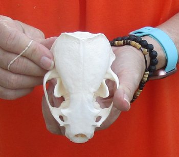 A-Grade North American River Otter Skull 4-1/4 inches long, available for purchase $49