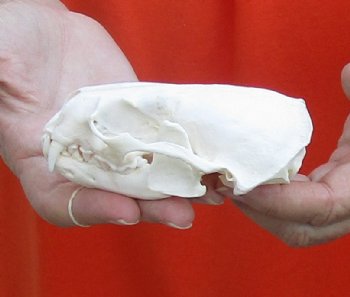 A-Grade North American River Otter Skull 4-1/4 inches long, available for purchase $49