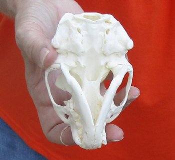 A-Grade North American River Otter Skull 4-1/4 inches long, available for purchase $49
