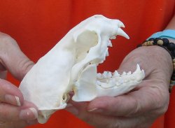 A-Grade North American River Otter Skull 4-1/4 inches long, available for purchase $49