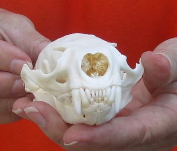 A-Grade North American River Otter Skull 4-1/4 inches long, available for purchase $49