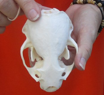 A-Grade North American River Otter Skull 4-1/4 inches long, available for purchase $49