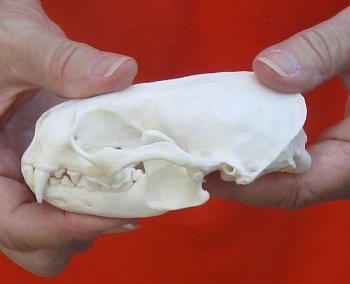 A-Grade North American River Otter Skull 4-1/4 inches long, available for purchase $49